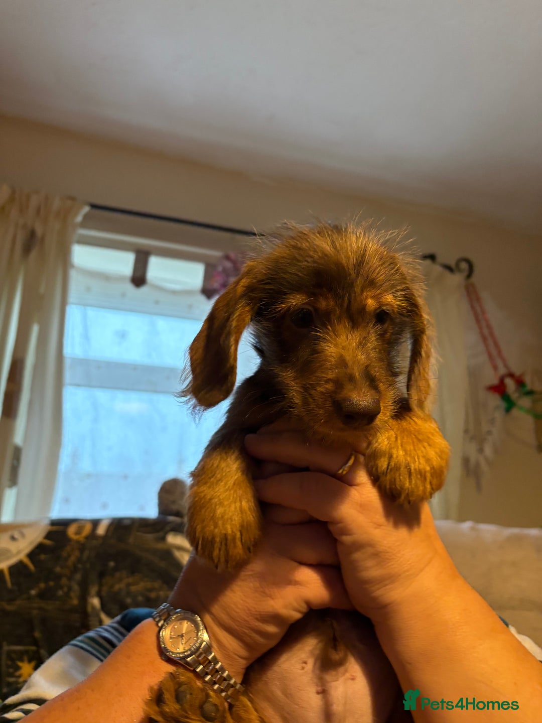 Mixed Breed dogs for sale: Beautiful Dorkie puppies Ready Now!! - Advert 3
