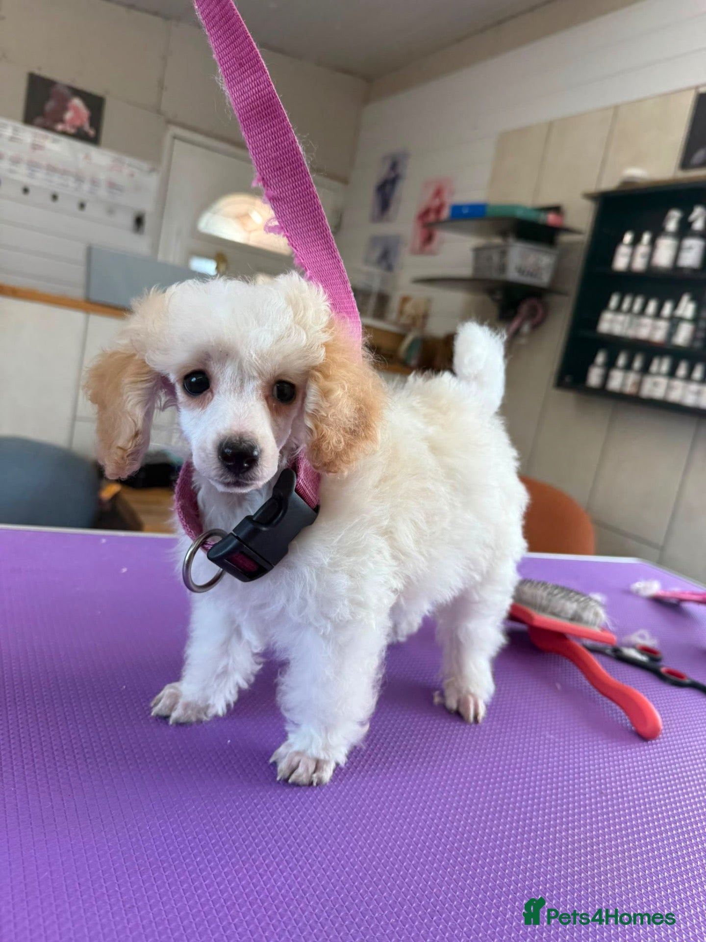 Toy Poodle dogs Stunning Toy Poodle Puppies - Advert 2