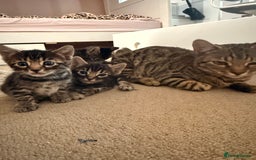 Bengal cats for sale: Bengal - Image 11