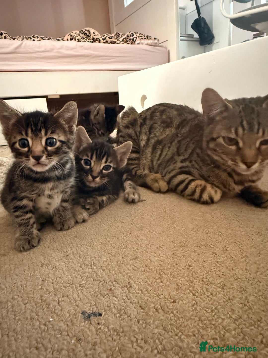 Bengal cats for sale: Bengal - Image 11