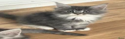 Maine Coon cats for sale: Bicolour blue white beautiful boy 10 weeks today - Advert 11