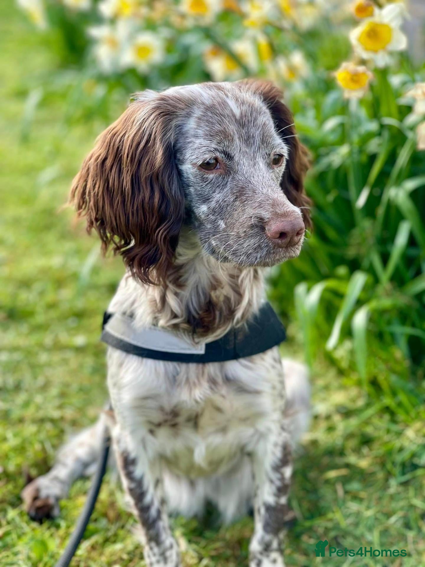 Cocker Spaniel dogs W/T Pedigree Cocker Spainels  - Advert 2