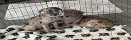 Cane Corso dogs for sale: Cane corso pups ready now  in Dereham - Advert 6