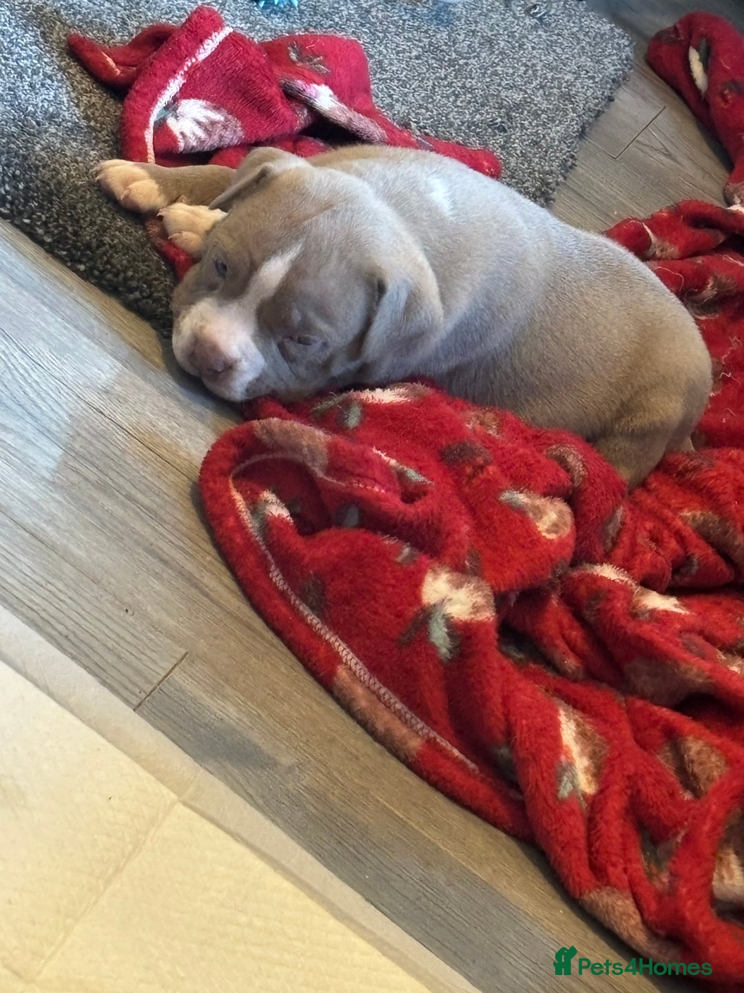 American Bully dogs for sale: Pocket bully puppies - Advert 13