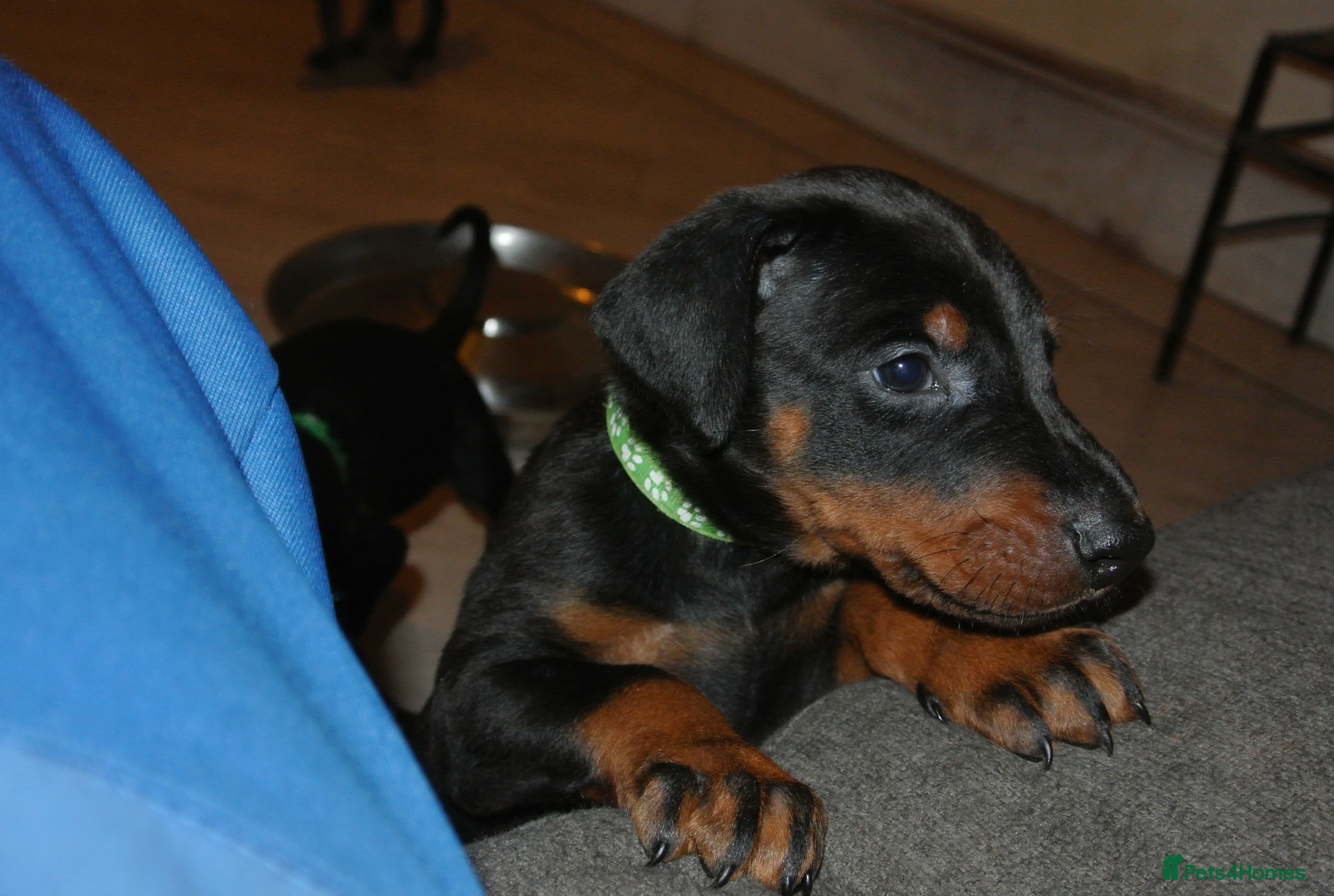 Dobermann dogs ☆☆DOBERMAN PUPPIES FOR SALE ☆☆ - Advert 9