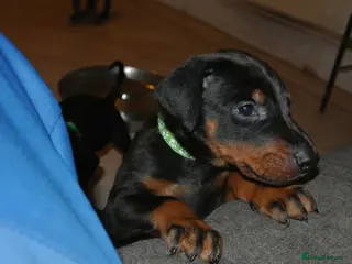 Dobermann dogs ☆☆DOBERMAN PUPPIES FOR SALE ☆☆ - Advert 10