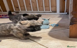 Cairn Terrier dogs for sale: Stunning cairn terrier puppies  - Image 8