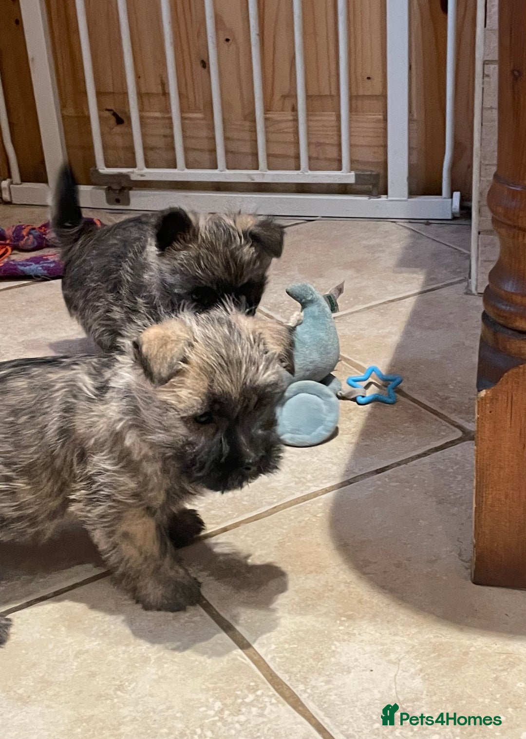 Cairn Terrier dogs for sale: Stunning cairn terrier puppies  - Image 8