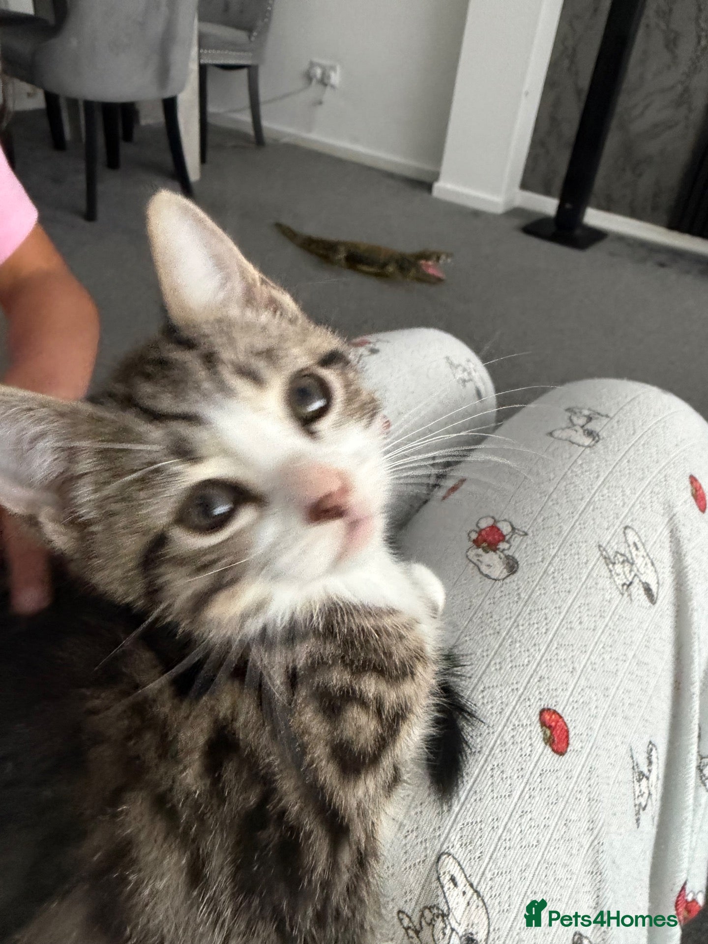 Mixed Breed cats Tabby kitten - Advert 14