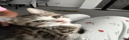 Mixed Breed cats for sale: Tabby kitten in Glasgow - Advert 1
