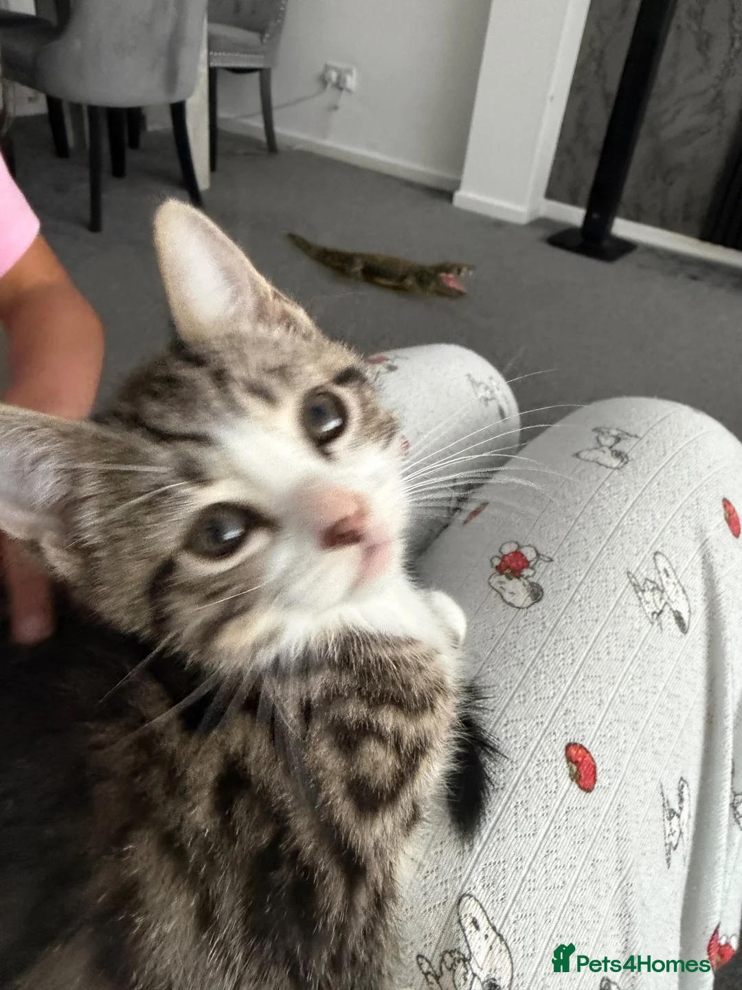 Mixed Breed cats for sale: Tabby kitten in Glasgow - Advert 1