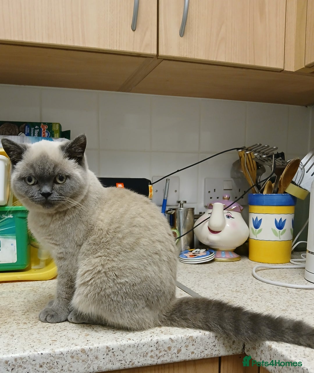 British Shorthair cats for sale: STUNNING LILAC BLUE BHS YOUNG FEMALE CAT - Advert 6