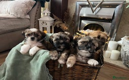 Lhasa Apso dogs for sale: Lhasa apso puppies  - Advert 2