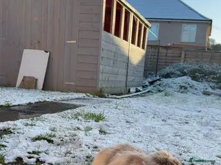 Mini Lop rabbits Female rabbit 2 years old in Cradley Heath - Advert 1