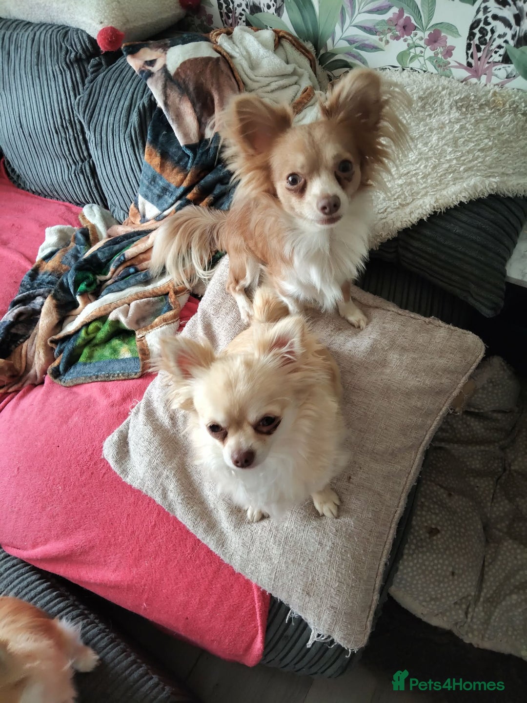 Chihuahua dogs for sale: Boy chihuahua 1haf years old   - Advert 2