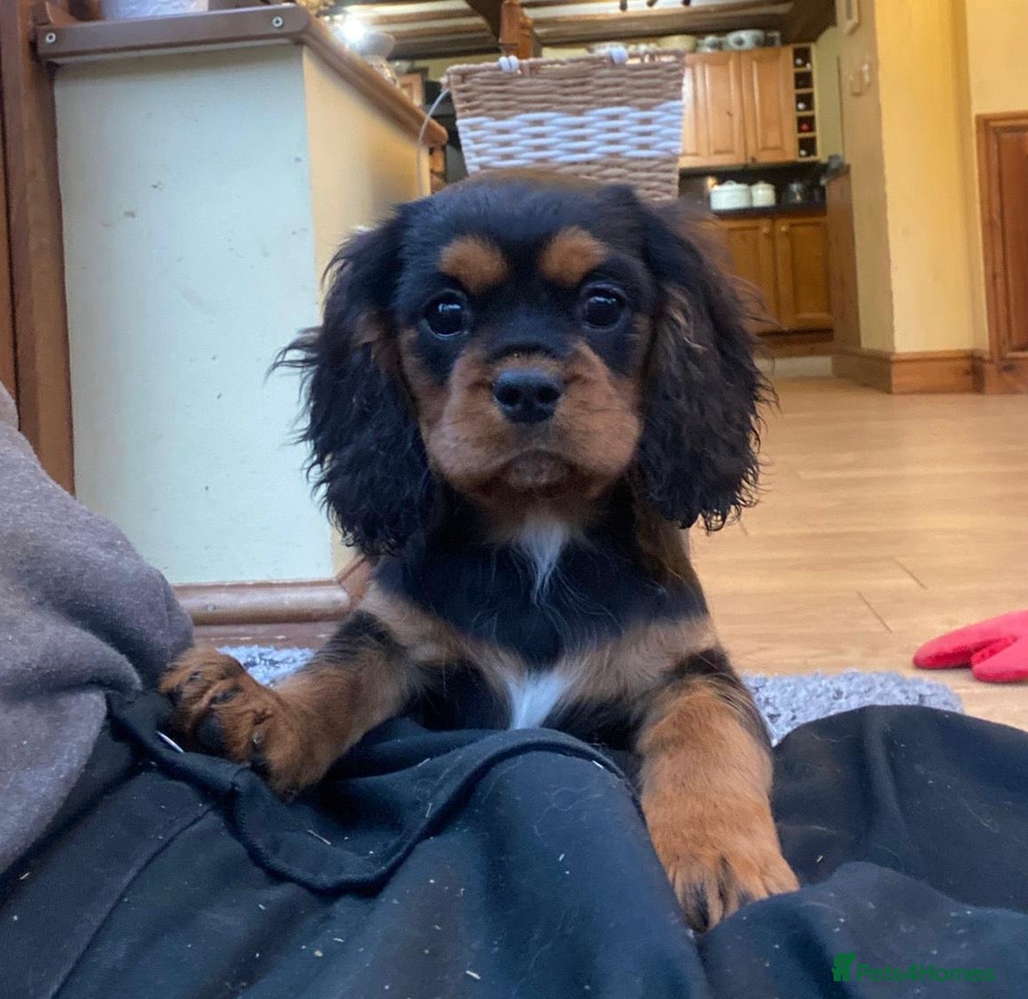 Cavalier King Charles Spaniel dogs *1 left!* DNA tested Cavalier kingcharles puppies - Advert 5