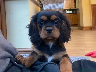 Cavalier King Charles Spaniel dogs *1 left!* DNA tested Cavalier kingcharles puppies - Advert 2