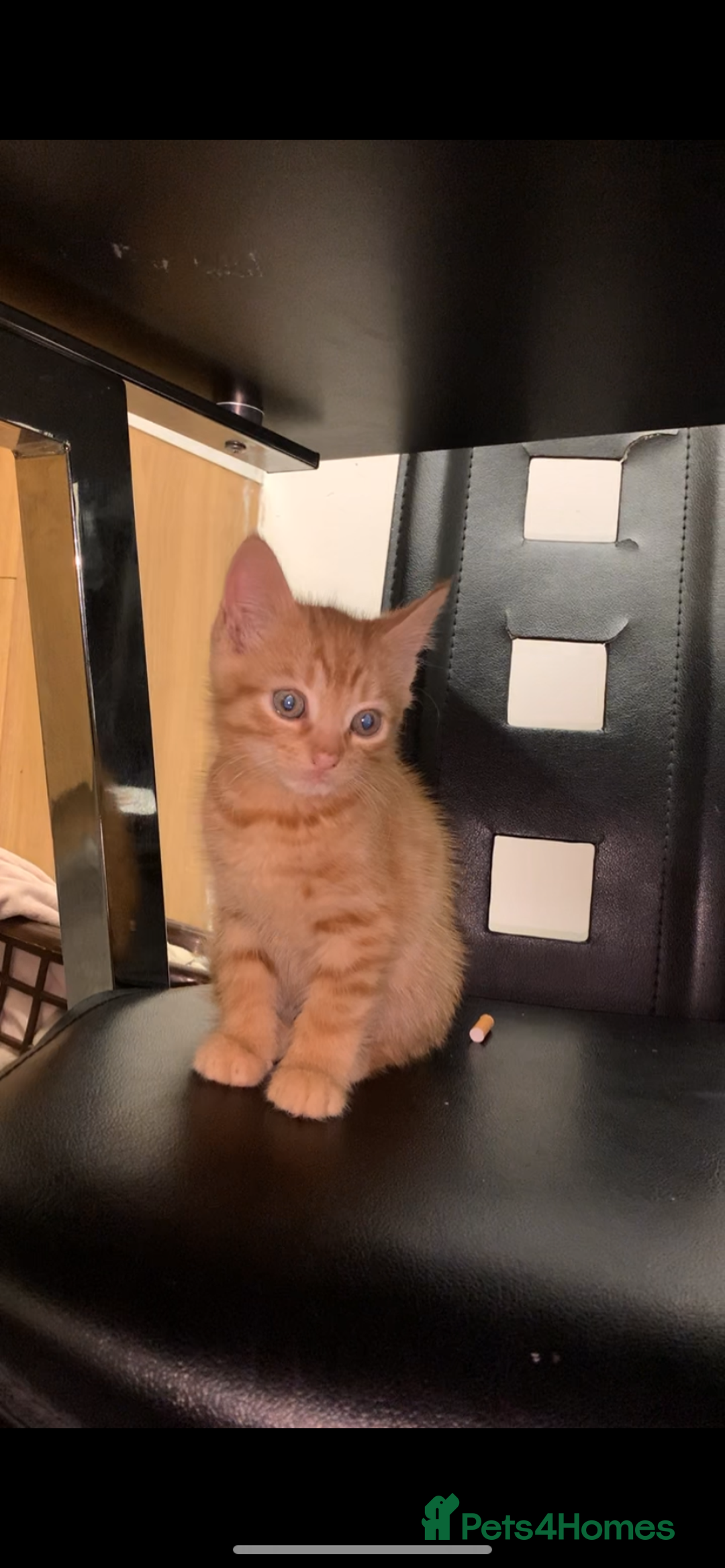 Bengal cats for sale: 2 x Beautiful Ginger - bengal mix - Advert 3