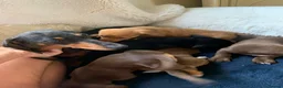 Dachshund dogs for sale: Lola’s puppy’s  - Advert 4