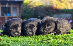 Border Terrier dogs for sale: Border x patterdale.  - Advert 2