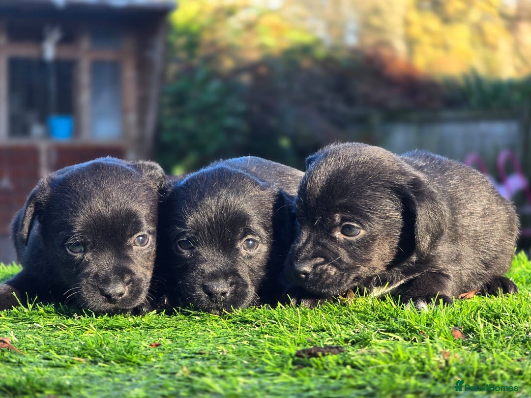 Border Terrier dogs for sale: Border x patterdale.  - Advert 2