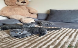 Scottish Fold cats for sale: Scottish fold Longhair - Image 8