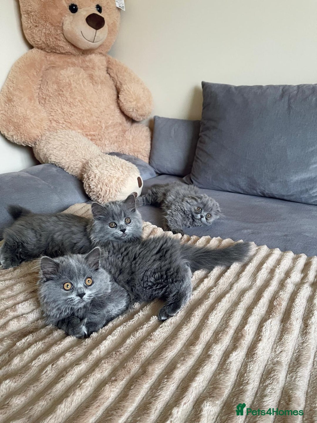 Scottish Fold cats for sale: Scottish fold Longhair - Image 8
