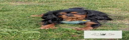 Cavalier King Charles Spaniel dogs for stud: GREEN DOPPLER, KC Cavalier STUD. Health Tested - Advert 2
