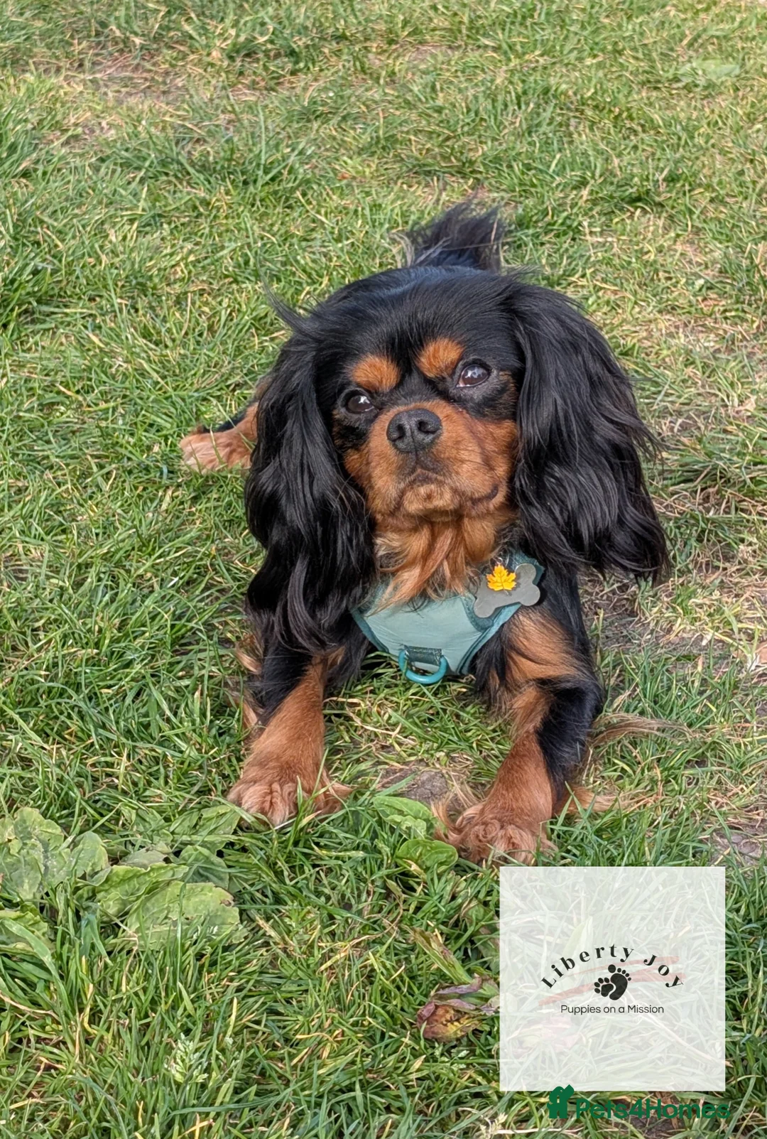 Cavalier King Charles Spaniel dogs for stud: GREEN DOPPLER, KC Cavalier STUD. Health Tested - Advert 2