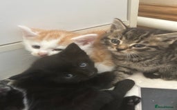 Mixed Breed cats for sale: Two male and three female kittens - Image 8