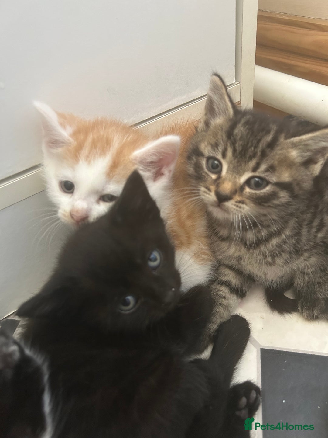 Mixed Breed cats for sale: Two male and three female kittens - Image 8