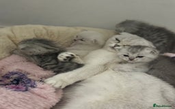 Scottish Fold cats for sale: 🐾 Beautiful Scottish Fold Kittens for Sale 🐾 - Image 3