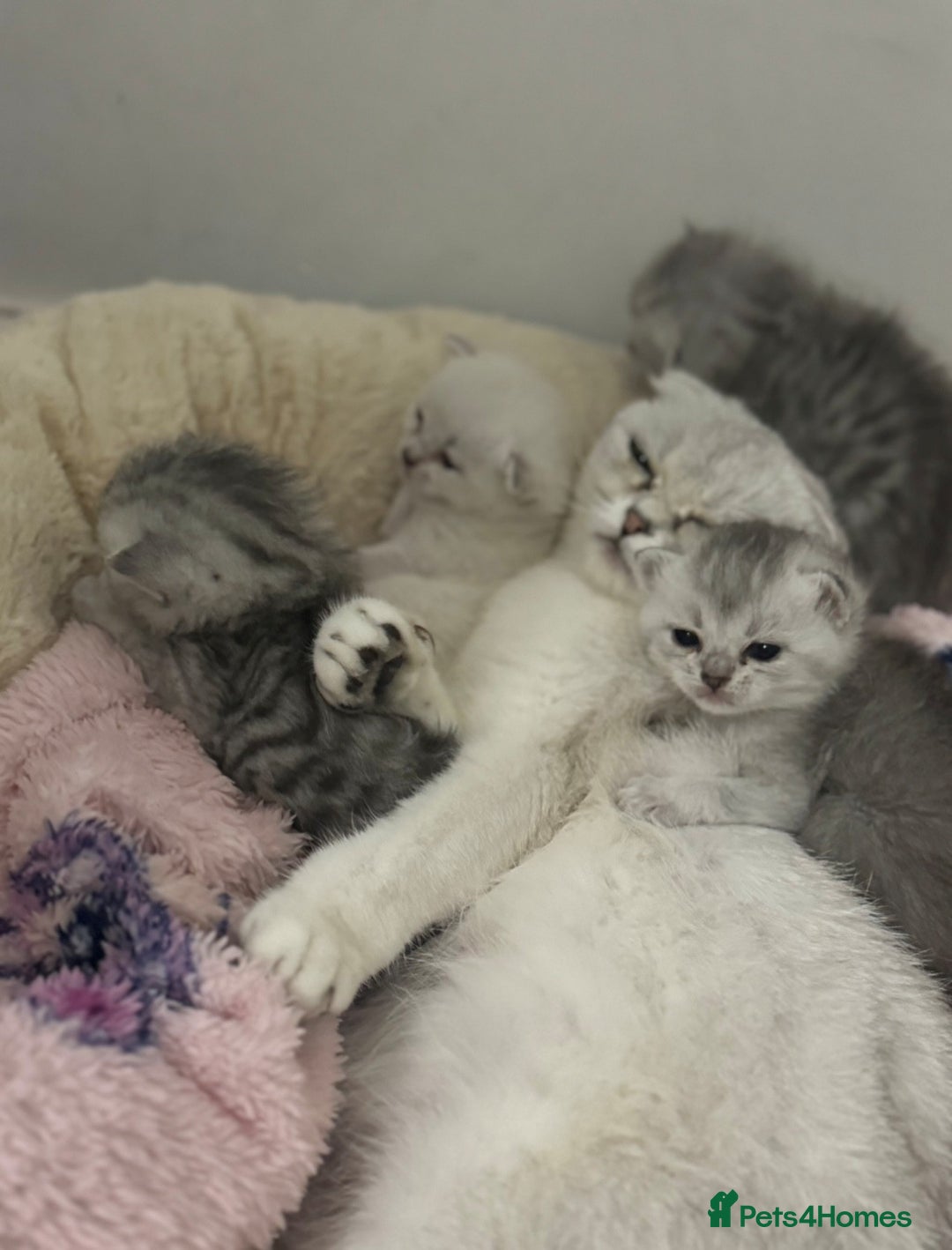 Scottish Fold cats for sale: 🐾 Beautiful Scottish Fold Kittens for Sale 🐾 - Image 3