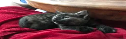 Domestic Shorthair cats for sale: Kittens For Their Next Journey - Advert 6