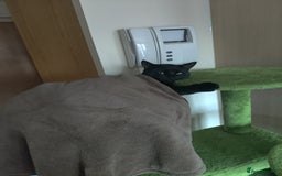 British Shorthair cats for sale: Cat for Free As Long As It's A Good Home! - Advert 3