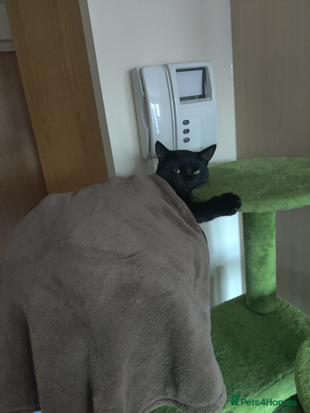 British Shorthair cats for sale: Cat for Free As Long As It's A Good Home! - Advert 3