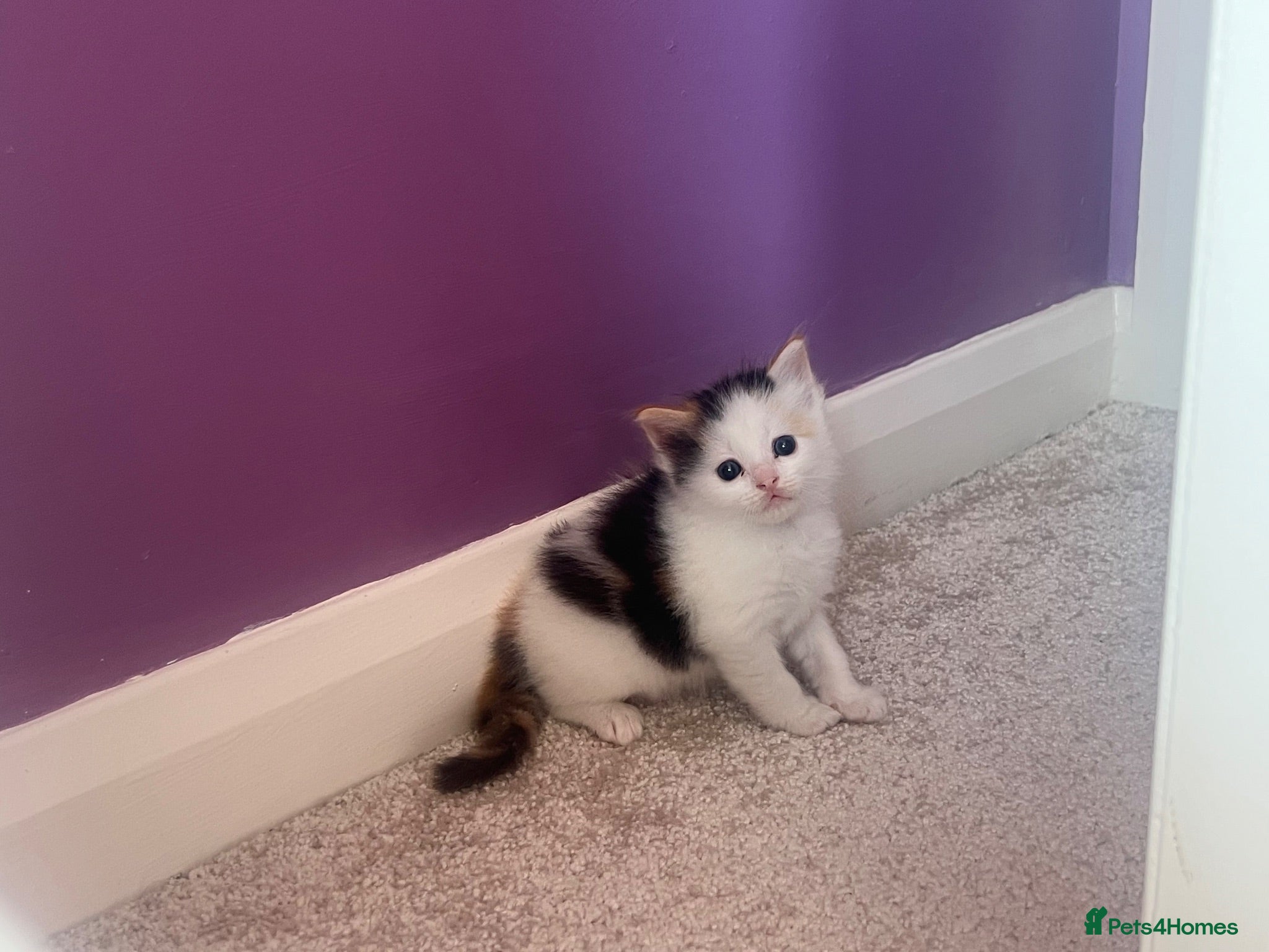 Ragdoll cats Beautiful ¾ Ragdoll Female Kitten 🩷 - Advert 1