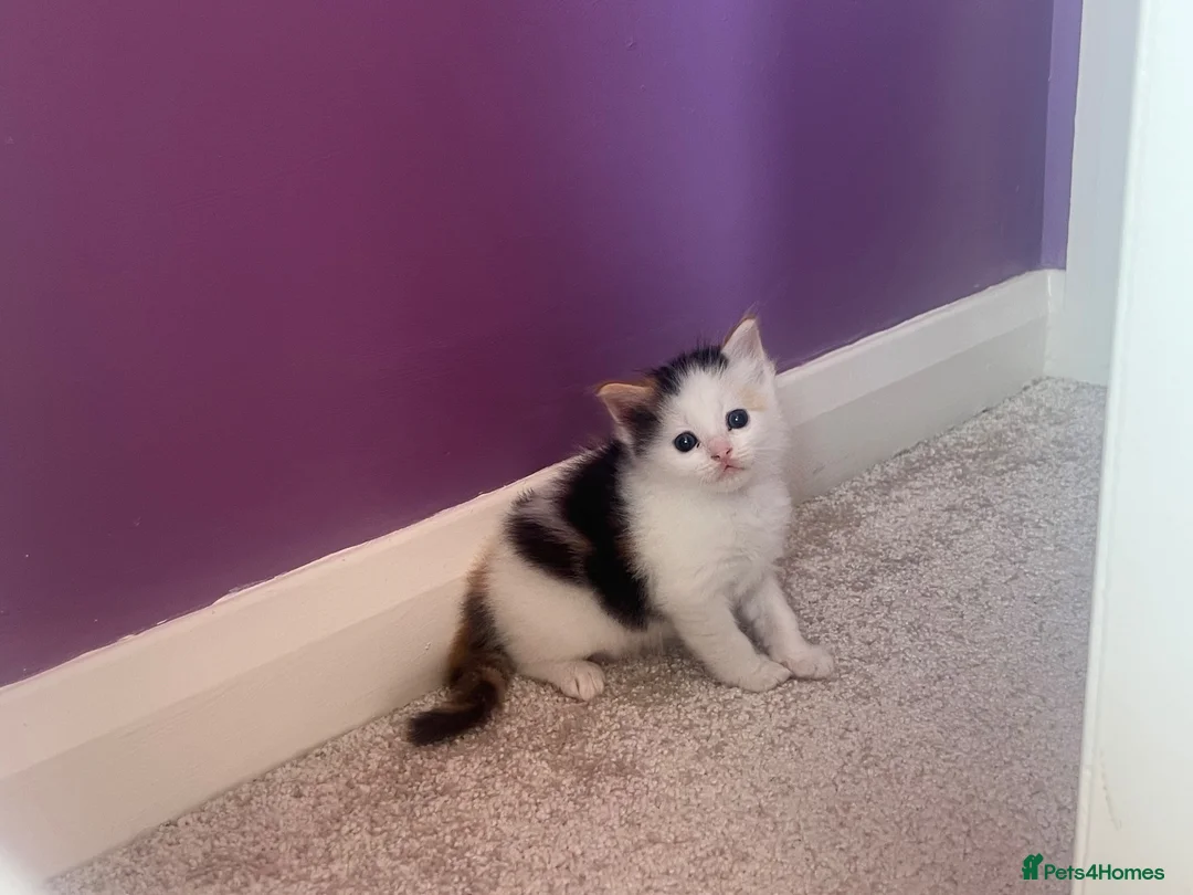 Ragdoll cats for sale: Beautiful ¾ Ragdoll Female Kitten 🩷 in Brentwood - Advert 1
