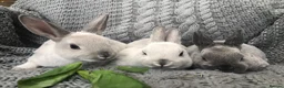 Rex rabbits for sale: Pure breed velvet mini and standard Rex rabbits - Advert 24