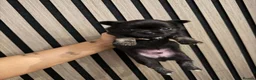 Chihuahua dogs for sale: 3 BEAUTIFUL LONGHAIRED CHIHUAHUA PUPPIES  in Morecambe - Advert 3