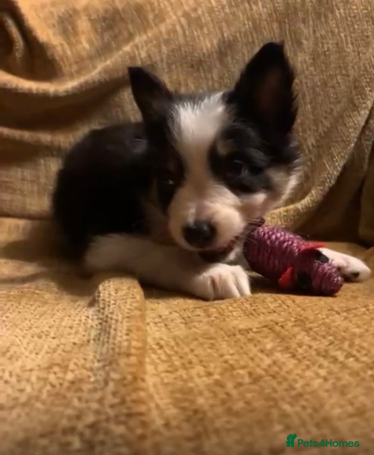 Border Collie dogs Stunning puppies. Parents health tested - Advert 6