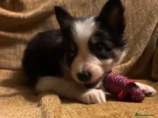 Border Collie dogs Stunning puppies. Parents health tested - Advert 3