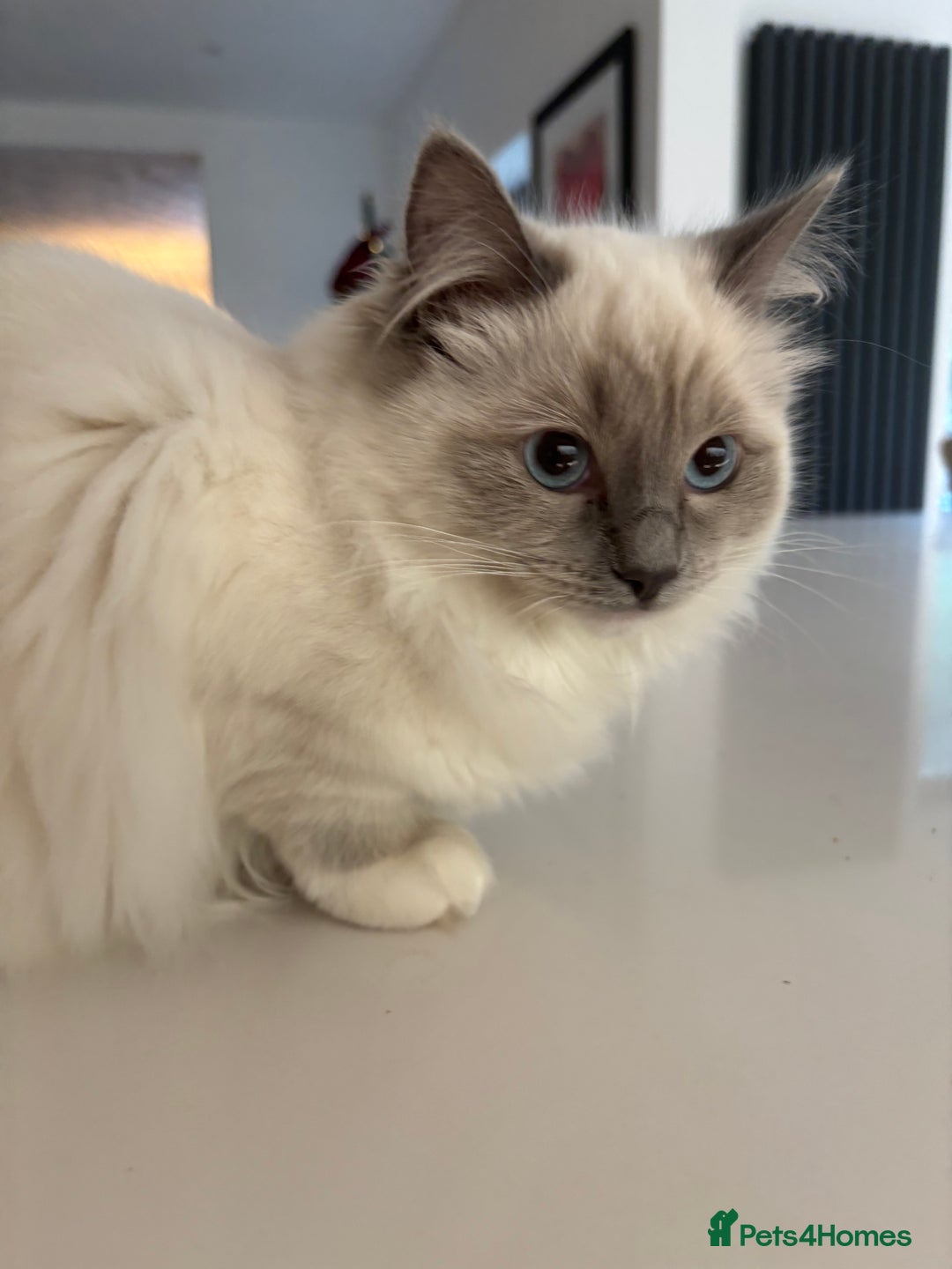 Ragdoll cats for sale: Last of litter ragdoll kittens  - Advert 2