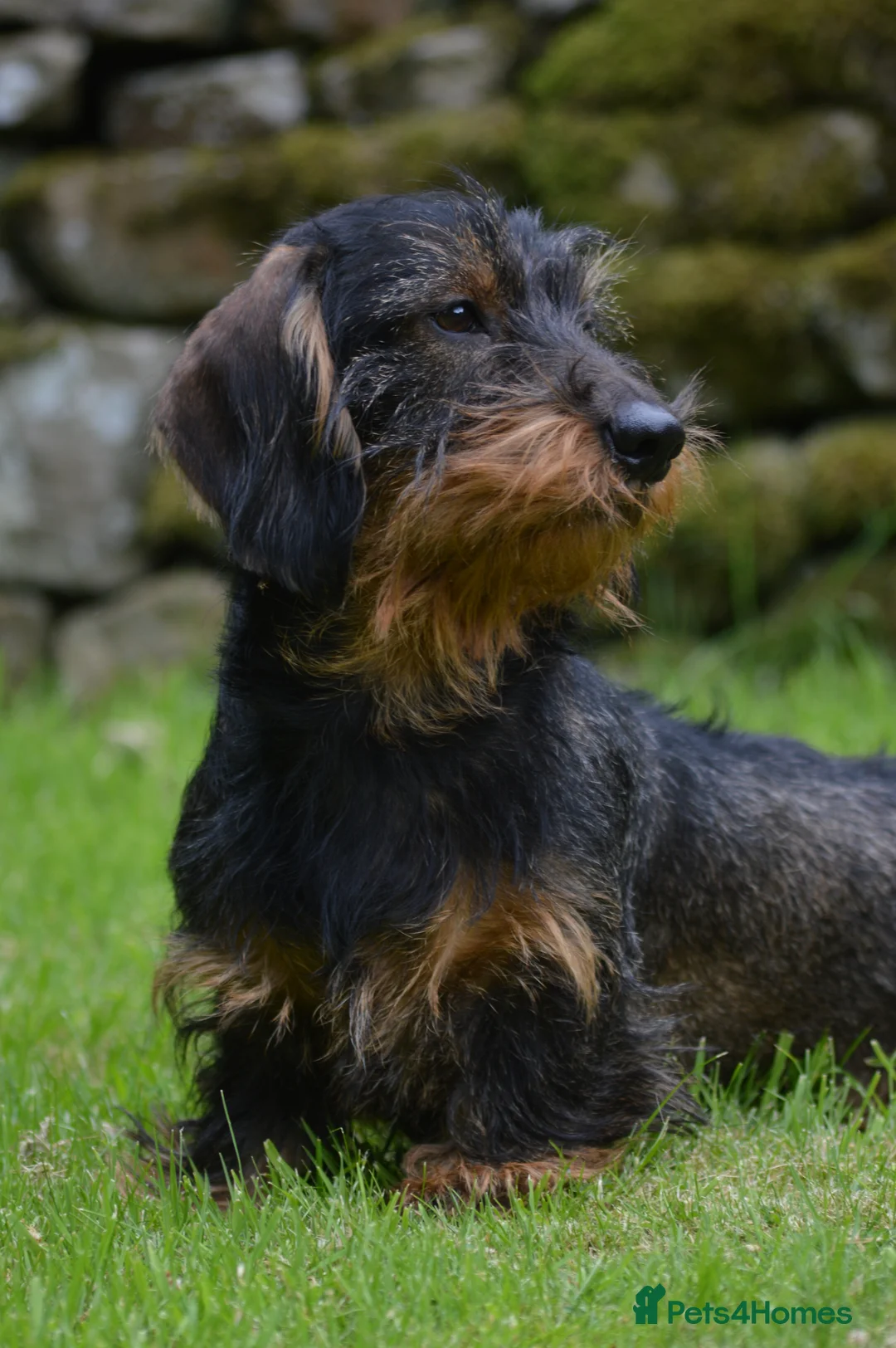 Dachshund dogs for stud: CHAMPION LINES 0% COI WIREHAIRED DACHSHUND STUD  in Stockton-on-Tees - Advert 3