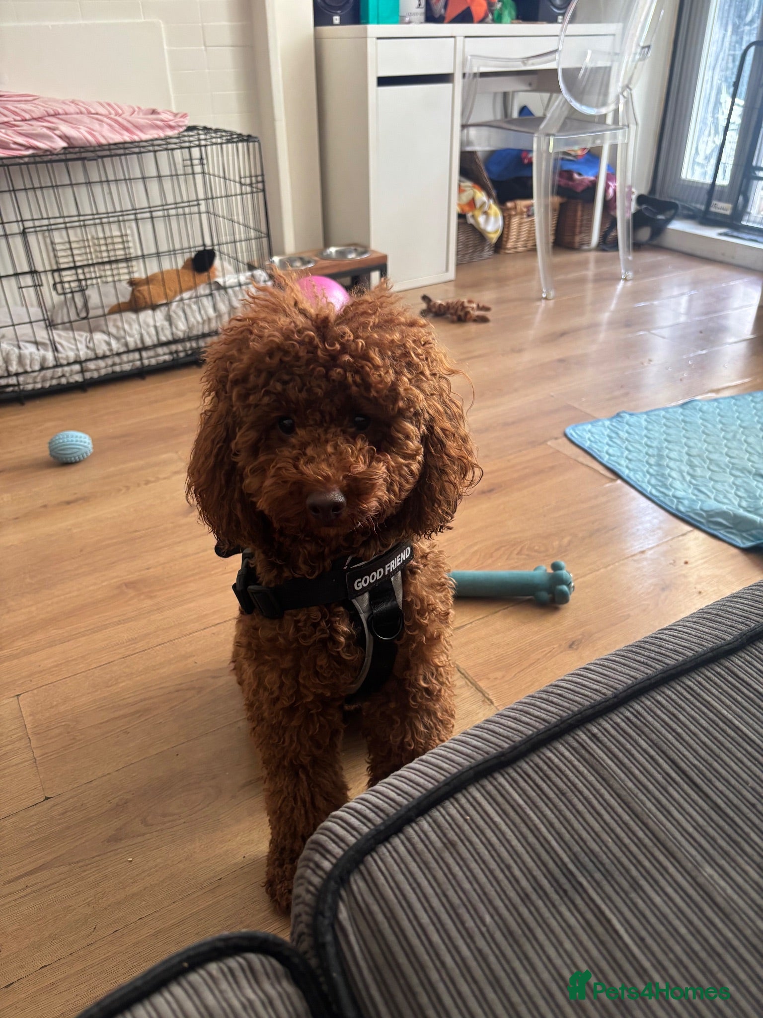 Miniature Poodle dogs Teddy  - Advert 1