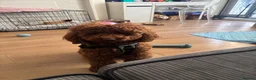 Miniature Poodle dogs for stud: Teddy  - Advert 1