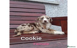 Borador dogs for sale: Chunky Chocolate Puppies  - Image 6