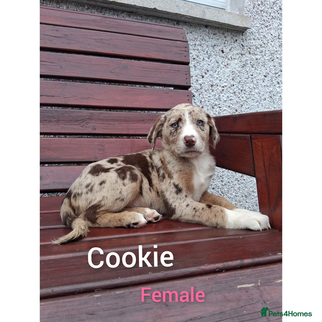 Borador dogs for sale: Chunky Chocolate Puppies  - Image 6