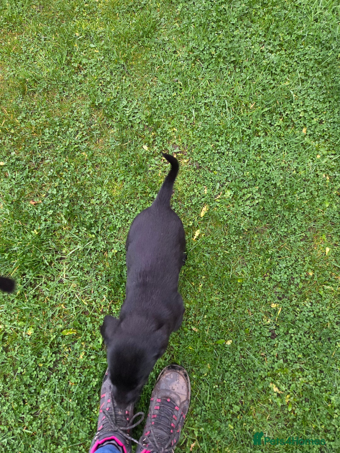 Labrador Retriever dogs for sale: Black labrador puppies - Advert 2