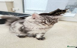 Maine Coon cats for sale: Outstanding pedigree kittens ready to leave - Image 23
